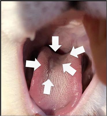 Myocarditis and Subclinical-Like Infection Associated With SARS-CoV-2 in Two Cats Living in the Same Household in France: A Case Report With Literature Review